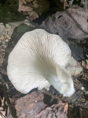 Pleurotus pulmonarius