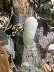 Pleurotus pulmonarius