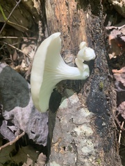 Pleurotus pulmonarius
