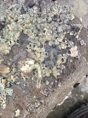 Leptoplanoidea