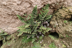Cheilanthes arequipensis
