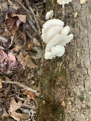 Pleurotus