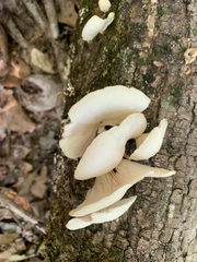 Pleurotus