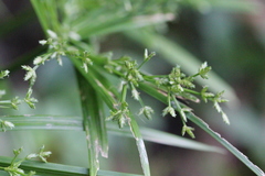 Cyperus diffusus