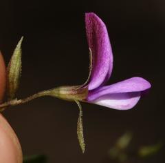 Psoralea asarina