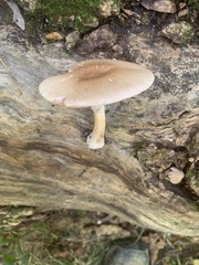 Pluteus
