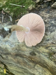 Pluteus