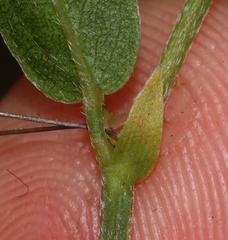 Psoralea asarina