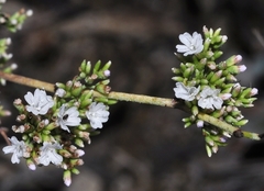Limonium angustebracteatum
