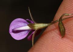 Psoralea asarina