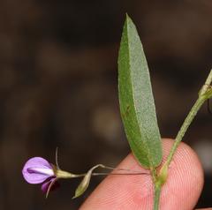 Psoralea asarina