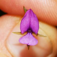 Psoralea asarina