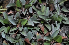 Limonium angustebracteatum