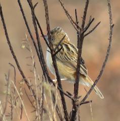 Cisticola juncidis terrestris