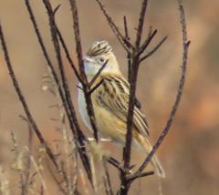 Cisticola juncidis terrestris