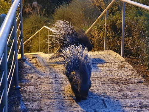 Indian Crested Porcupine, Jerusalem, photo 7 of 10