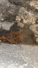 Peziza domiciliana