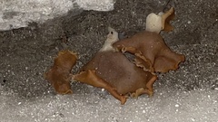 Peziza domiciliana