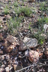 Heliophila cornuta squamata