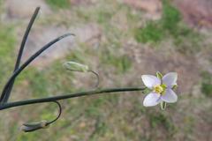 Heliophila cornuta squamata