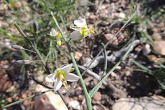 Heliophila cornuta squamata
