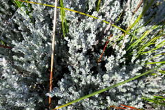 Amphithalea violacea