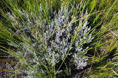 Amphithalea violacea