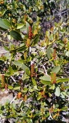 Colliguaja odorifera