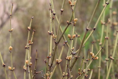 Ephedra americana