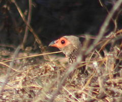 Pternistis swainsonii swainsonii