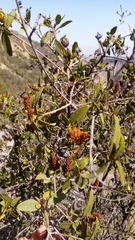 Colliguaja odorifera