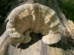 Trametes betulina