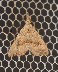 Trigonistis asthenopa