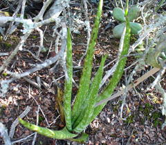 Gasteria pulchra