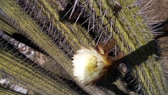 Trichocereus chiloensis