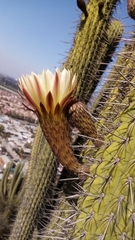 Trichocereus chiloensis