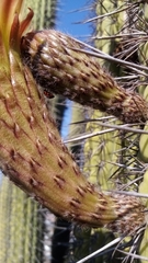 Trichocereus chiloensis