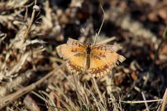 Byblia anvatara acheloia