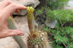 Weberbauerocereus weberbaueri