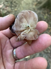 Auricularia