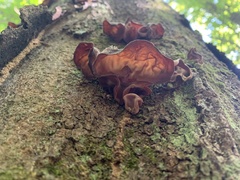 Auricularia