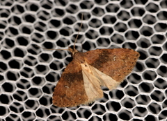 Alapadna pauropis