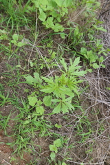 Fuertesimalva chilensis