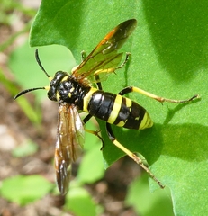 Tenthredo marginella