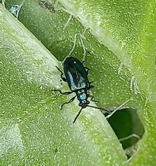 Lema cyanella