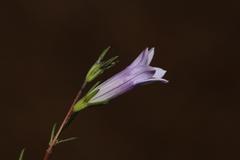 Wahlenbergia fruticosa