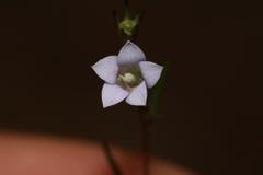 Wahlenbergia fruticosa