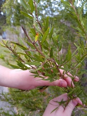 Acacia fimbriata