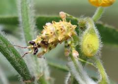 Pseudocreobotra wahlbergi