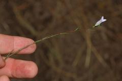Wahlenbergia fruticosa